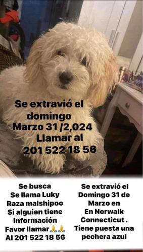 Lost Male Dog last seen En Norwalk ,Zona Ozono, y Madison street y vías del tren., Norwalk, CT 06854