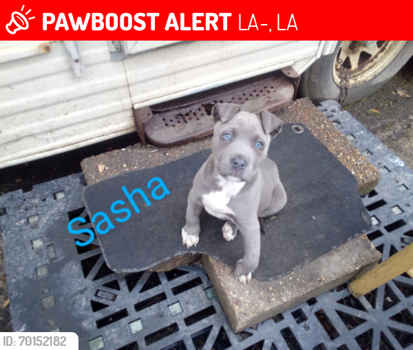 Lost Female Dog last seen Hwy 1036 Holden Louisiana , Holden, LA 70744