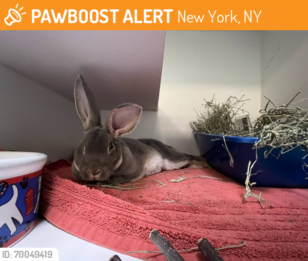Shelter Stray Male Rabbit last seen Jamaica Avenue, BROOKLYN, NY, 11207, New York, NY 11208
