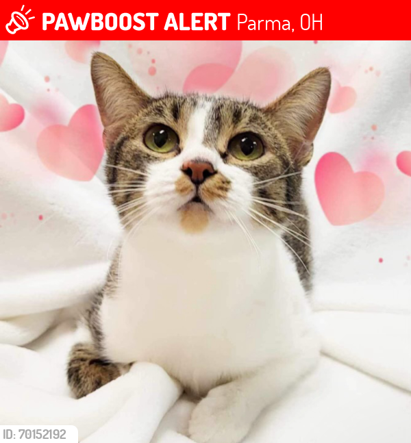Lost Female Cat last seen york road and bobko blvd parma ohio, Parma, OH 44130