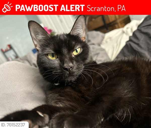 Lost Female Cat last seen New York street, Scranton, PA 18509