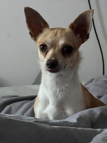 Lost Male Dog last seen Hull Ave and Gunhill , The Bronx, NY 10467