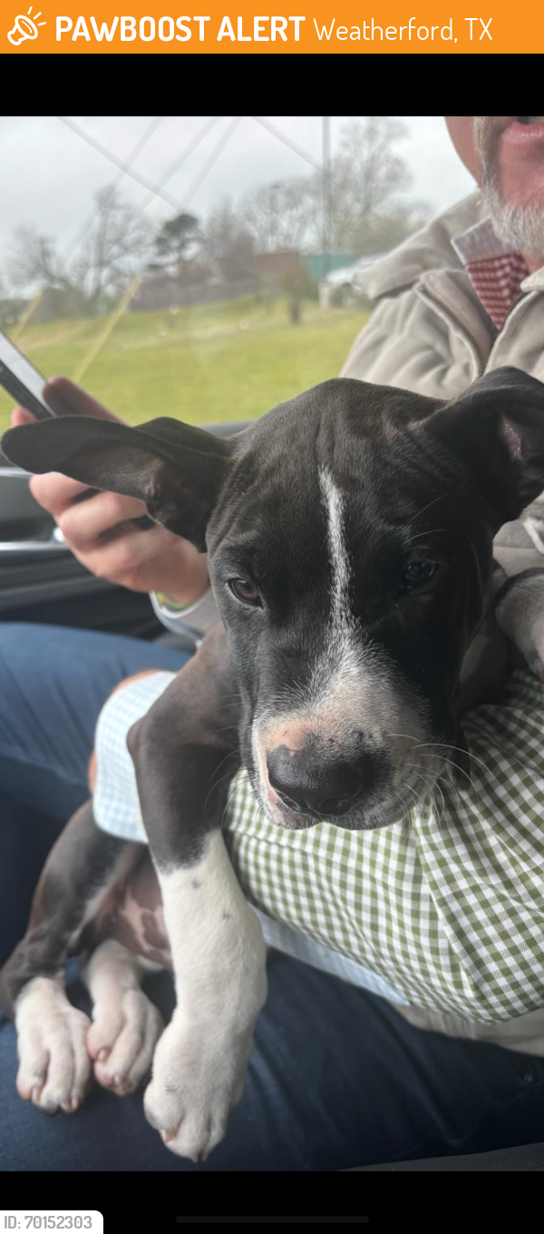 Found/Stray Male Dog last seen Old Garner Road / Close to Oswood Stallion Station, Weatherford, TX 76086