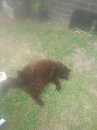Lost Male Cat last seen Chaucer close RG249DW , Hampshire, England RG24