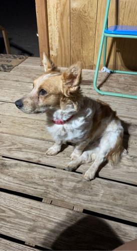 Lost Male Dog last seen Weisner rd , Doña Ana County, NM 88012