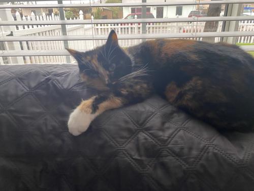 Lost Female Cat last seen Savier’s, Oxnard, CA 93033