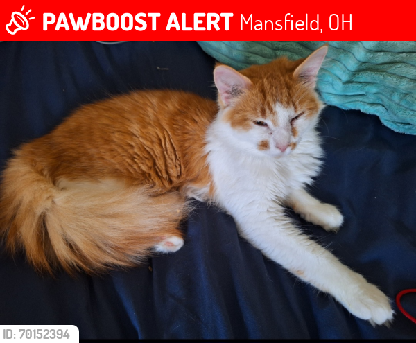 Lost Male Cat last seen Johns Avenue near johns park, Mansfield, OH 44903