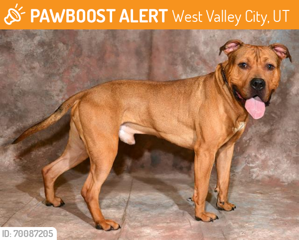 Shelter Stray Male Dog last seen Near BLOCK W 4700 S, WEST VALLEY CITY UT 84118, West Valley City, UT 84120