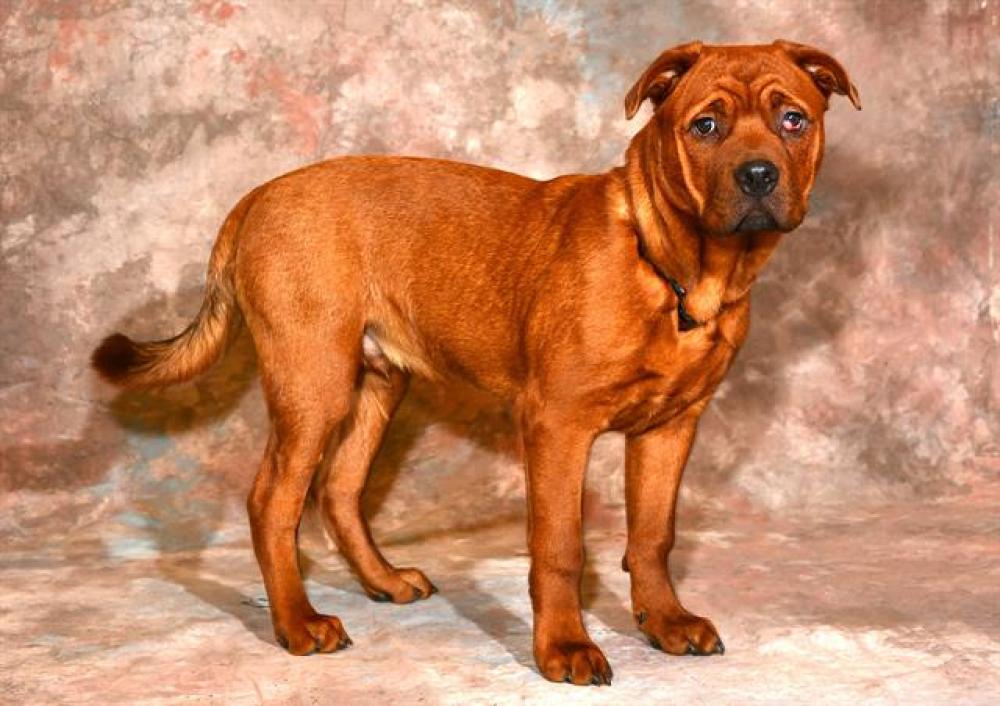 Shelter Stray Male Dog last seen Near BLOCK S 5600 W, WEST VALLEY CITY UT 84120, West Valley City, UT 84120