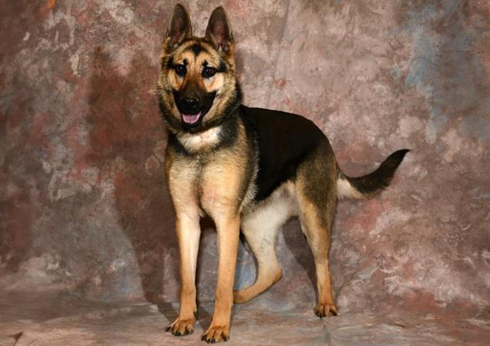Shelter Stray Female Dog last seen Near BLOCK W 4100 S, WEST VALLEY CITY UT 84120, West Valley City, UT 84120