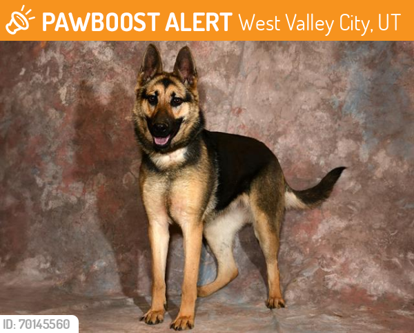 Shelter Stray Female Dog last seen Near BLOCK W 4100 S, WEST VALLEY CITY UT 84120, West Valley City, UT 84120