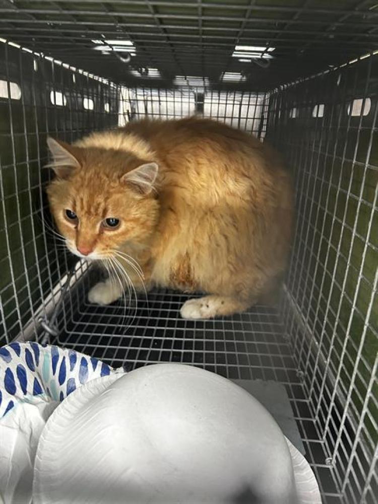 Shelter Stray Male Cat last seen Near BLOCK S 6180 W, WEST VALLEY CITY UT 84128, West Valley City, UT 84120