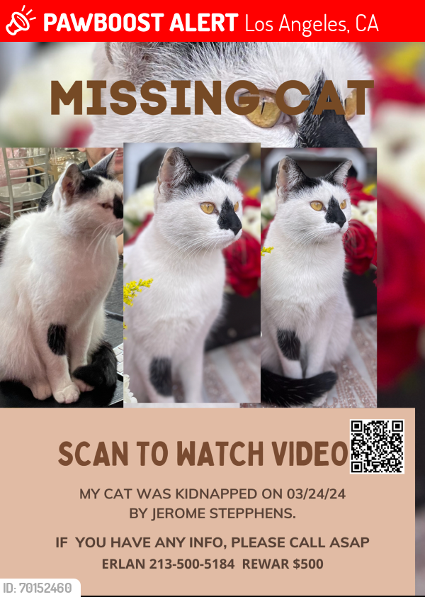 Lost Female Cat last seen Near Main St Los Angeles, Ca 90021 , Los Angeles, CA 90014