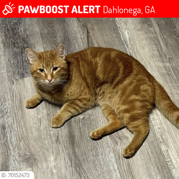 Lost Male Cat last seen Oak Grove Rd @ Shalom Church Rd, Dahlonega ga, Dahlonega, GA 30533