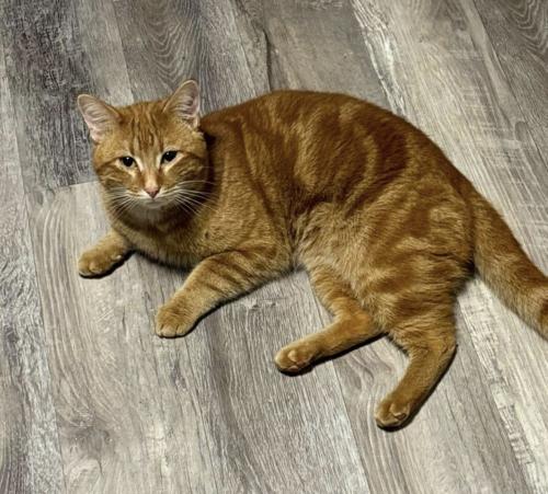 Lost Male Cat last seen Oak Grove Rd @ Shalom Church Rd, Dahlonega ga, Dahlonega, GA 30533