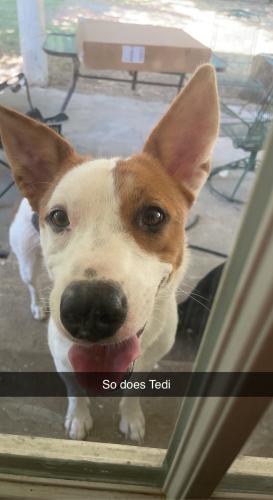 Lost Female Dog last seen Brookshires on Wesley street Greenville texas, Greenville, TX 75402