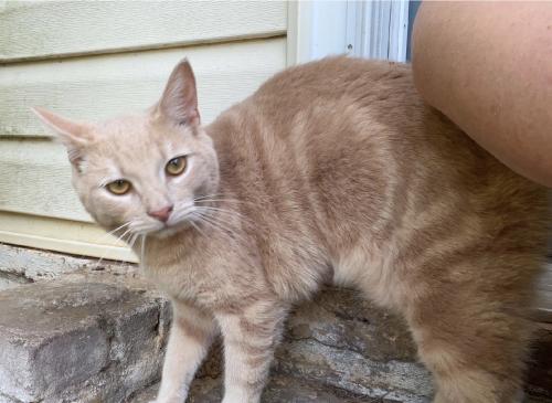 Lost Male Cat last seen Colonial Pipeline, Spartanburg, SC 29302