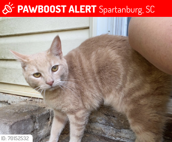 Lost Male Cat last seen Colonial Pipeline, Spartanburg, SC 29302