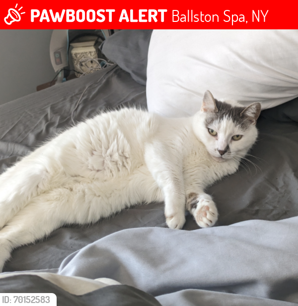 Lost Female Cat last seen Middleline Road, Ballston Spa, NY 12020