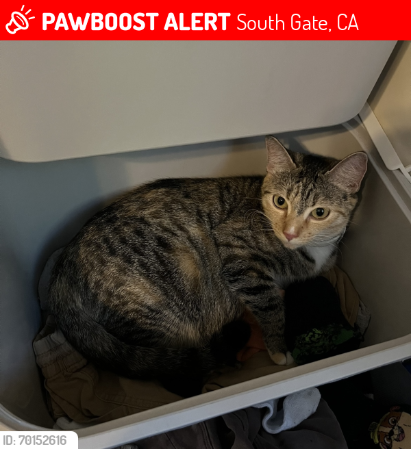 Lost Female Cat last seen Cherokee Ave, South Gate, CA 90280
