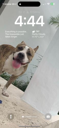Lost Male Dog last seen Near nw 14th ct , Fort Lauderdale, FL 33311