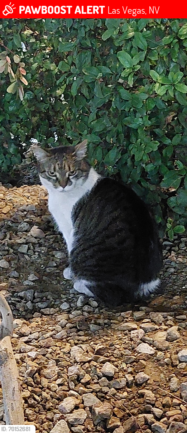 Lost Unknown Cat last seen S Lindell Ave , Las Vegas, NV 89146