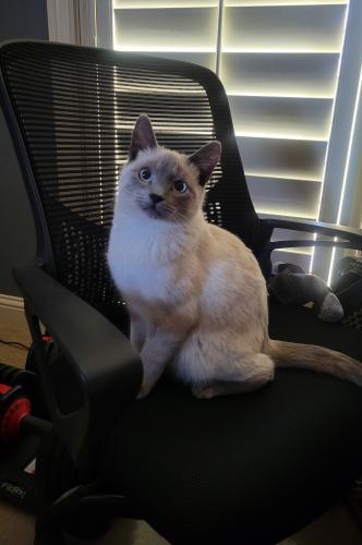 Lost Male Cat last seen The Colonies near the Starbucks on S Coulter, Amarillo, TX 79119