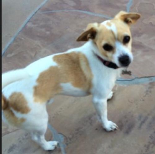 Lost Male Dog last seen Diamond St and Noyes St, San Diego, CA 92109