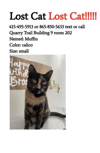 Lost Female Cat last seen Cherokee Trail , Knoxville, TN 37920