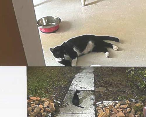 Lost Male Cat last seen Vantage View and Cross Country Rd Walden on Lake Houston, Atascocita, TX 77346