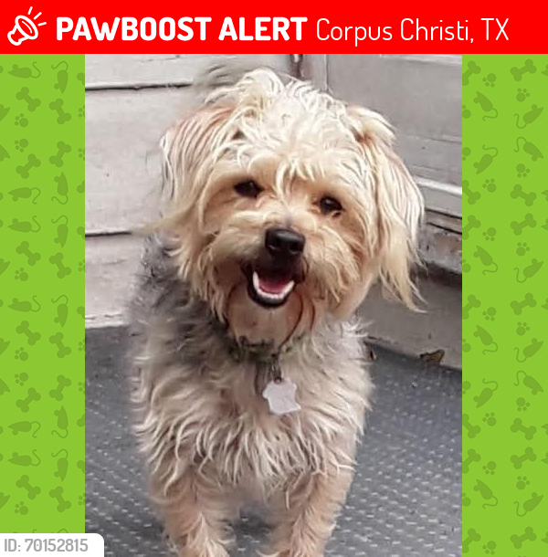 Lost Male Dog last seen Bolivar st , Corpus Christi, TX 78416