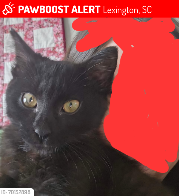 Lost Male Cat last seen Old barnwell rd and old orangeburg rd, Lexington, SC 29073