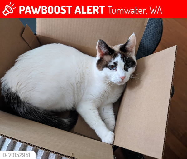 Lost Female Cat last seen Pinehurst DR SE, Tumwater, WA 98501