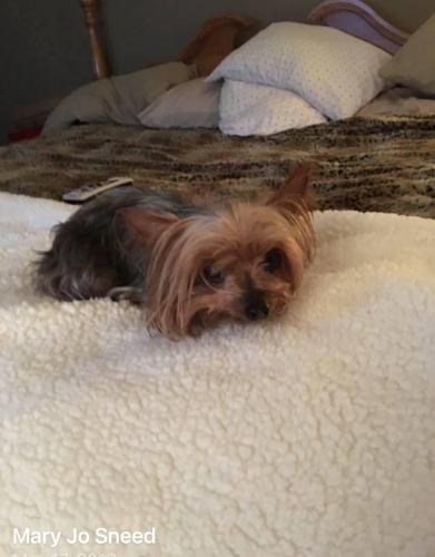 Lost Female Dog last seen Ellen street, Rockwood, TN 37854