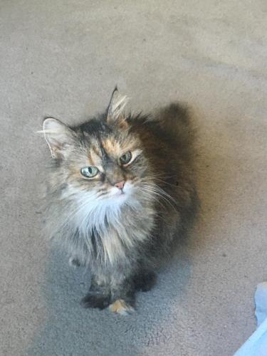 Lost Female Cat last seen the woods between Moore St. and Highwater Rd., Bromley, KY 41016