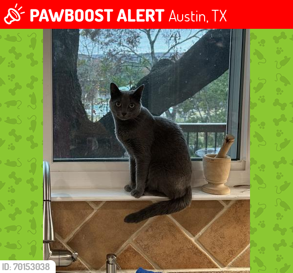 Lost Female Cat last seen Near & Covered Bridge Dr, Austin, TX 78749