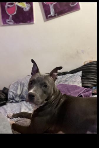 Lost Female Dog last seen Beach 51st & Almeda Ave, Queens, NY 11691