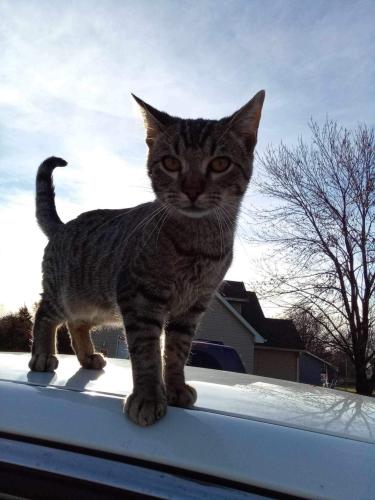 Lost Male Cat last seen Sunnyslope and rickets road, Hallsville, MO 65255