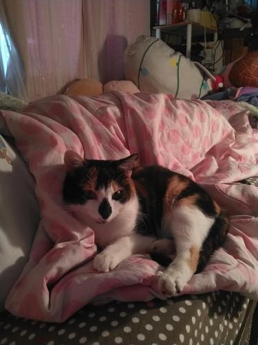 Lost Female Cat last seen Near old iron works Rd , Winchester, KY 40391