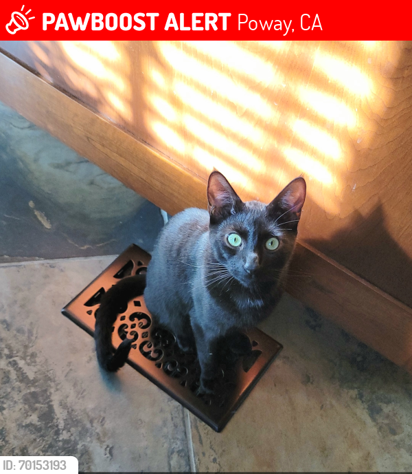 Lost Male Cat last seen Midland Rd. and Twin Peaks Rd, Poway Ca., Poway, CA 92064