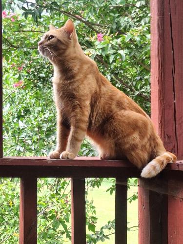 Lost Male Cat last seen Shorewood dr near jersey pike off hwy 58, Chattanooga, TN 37416