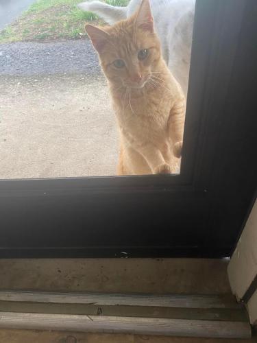 Lost Male Cat last seen Rigrish addition on 335. In between sciotoville and minford, Portsmouth, OH 45662