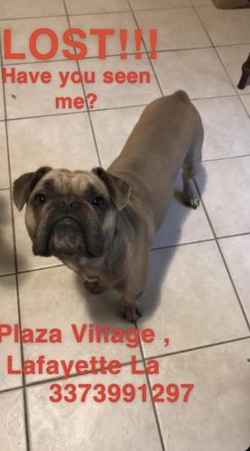 Lost Male Dog last seen Plaza Village , Lafayette, LA 70506