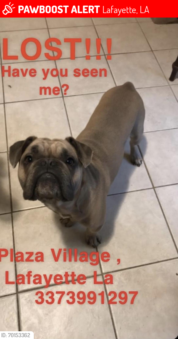 Lost Male Dog last seen Plaza Village , Lafayette, LA 70506
