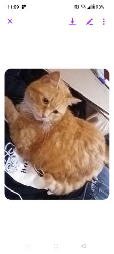 Lost Male Cat last seen Brittain Rd/East High School , Akron, OH 44305