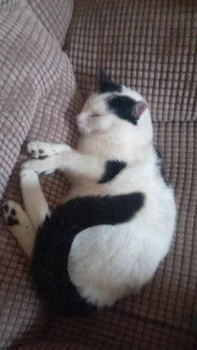 Lost Male Cat last seen Craigavon hosp, Rushmere, England IP5 1ED
