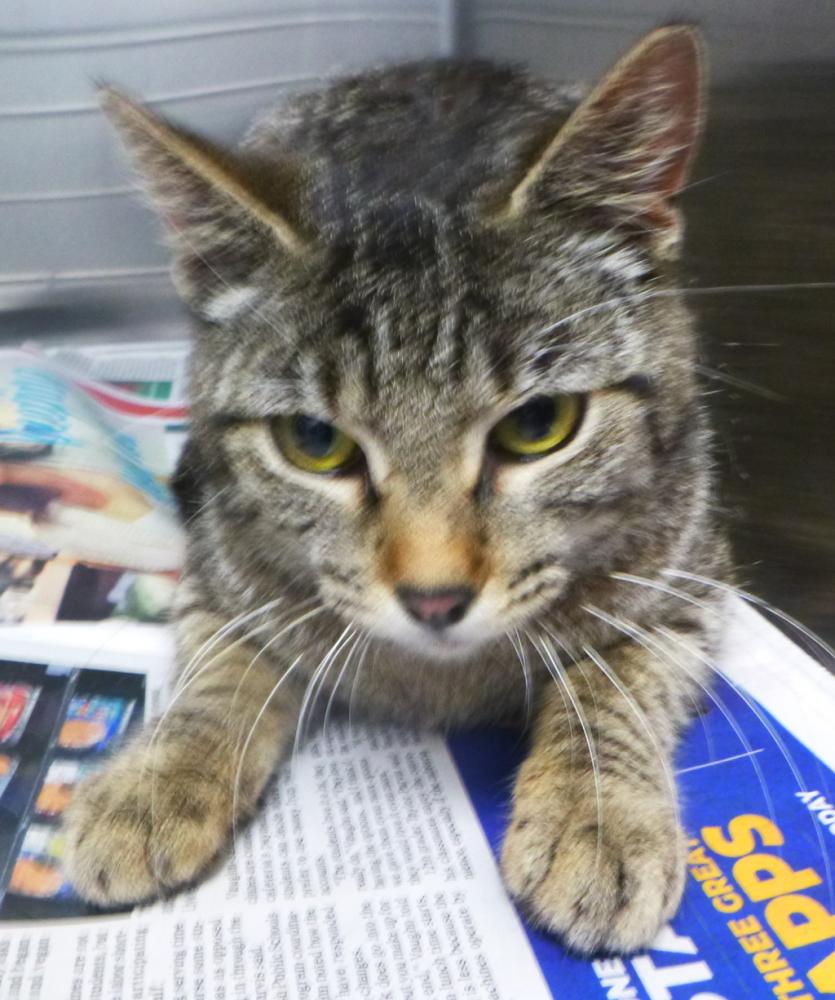 Shelter Stray Female Cat last seen Near Cocodril Road, SCOTT, LA, 70583, Lafayette, LA 70507