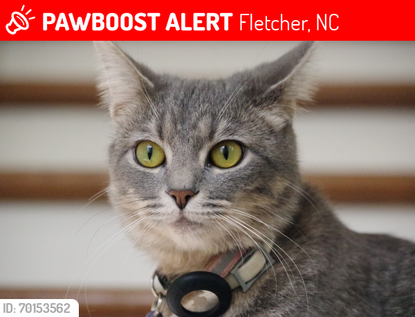 Lost Female Cat last seen Near mills gap road , Fletcher, NC 28732