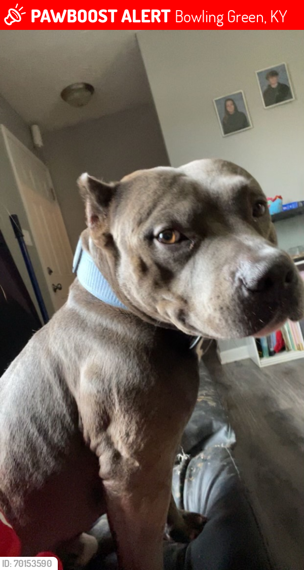 Lost Male Dog last seen River Tanmer and Audley Avenue , Bowling Green, KY 42101