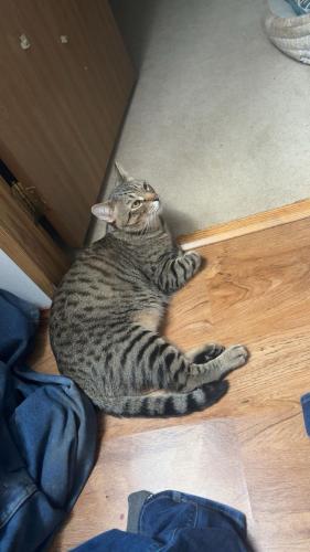 Lost Male Cat last seen Bellevue st and lhost ct, Green Bay, WI 54302